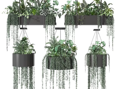 Stylish Hanging Bonsai Potted Plants With Trailing Greenery And Modern Containers 3d model