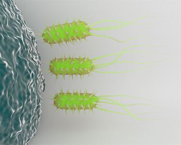 Modern Bacteria Viral Bacteria 3d model