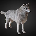 Majestic Gray Wolf Standing Alert With Dense Fur And Sharp Eyes