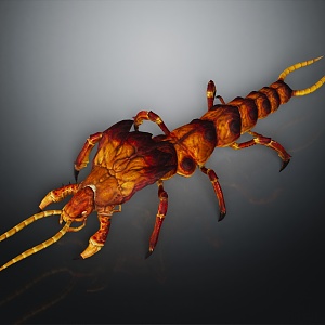 Scorpion 3d model