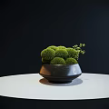 Green Spherical Bonsai Potted Plant In Black Ceramic Pot With Small Twigs