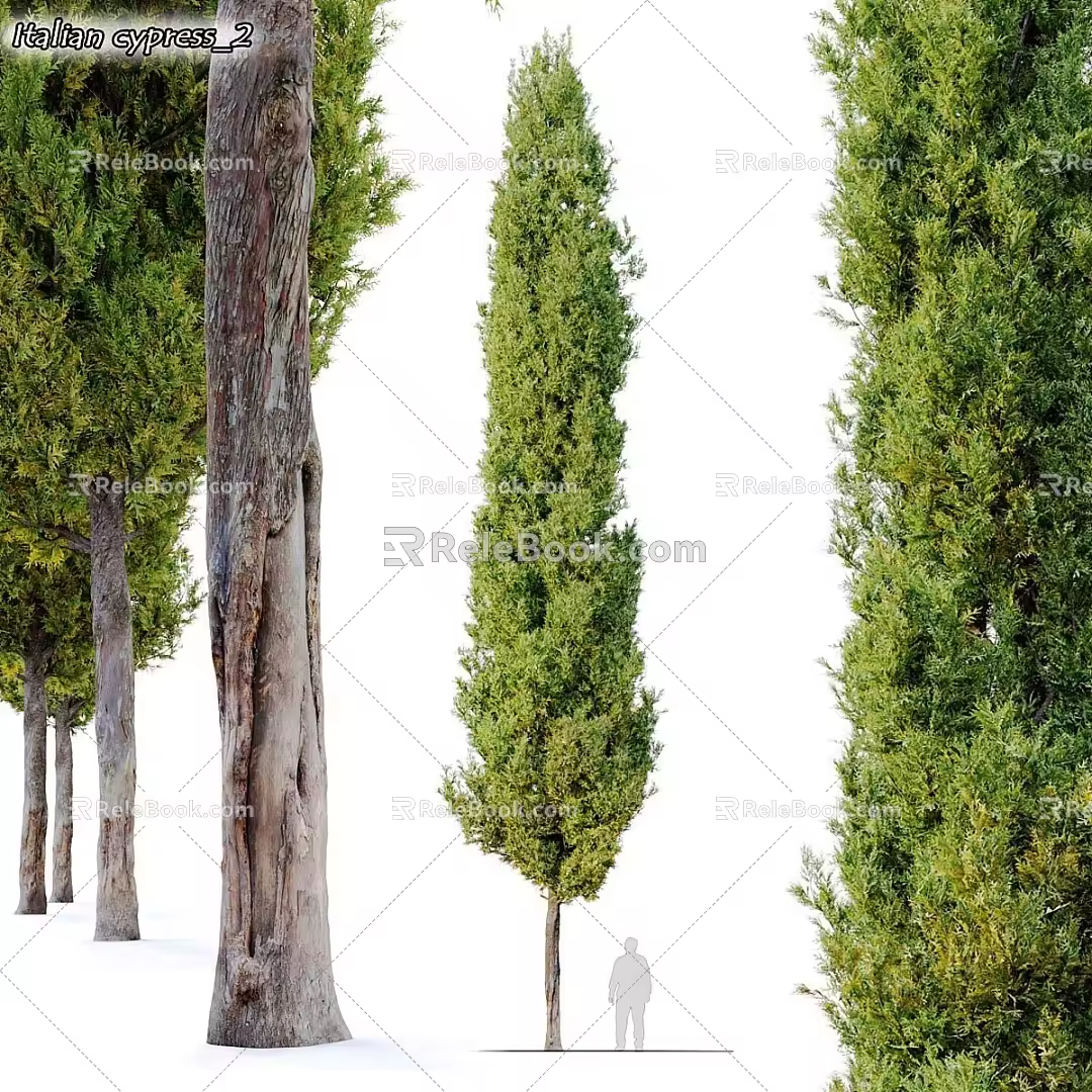 Modern Landscape Trees Trees Poplar Maple Pine Trees Big Trees Tropical Trees 3d model