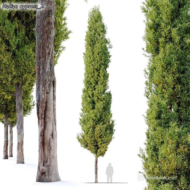 Tall Arbor Trees With Lush Green Foliage And Thick Trunks In Natural Setting 3d model 