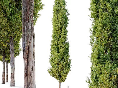Modern Landscape Trees Poplar Maple Pine Trees Big Trees Tropical Trees 3d model