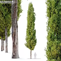 Modern Landscape Trees Trees Poplar Maple Pine Trees Big Trees Tropical Trees 3d model