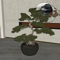 Bonsai Pine Tree in Dark Ceramic Pot with Exposed Roots and Chinese Style Indoor Decoration