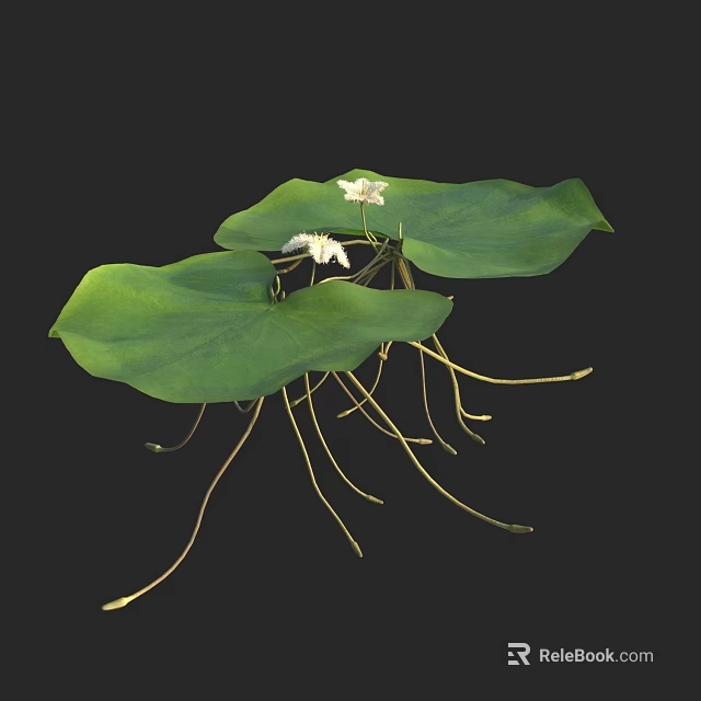 Water Lily Plant With Large Green Leaves And White Flowers In Natural Habitat 3d model 