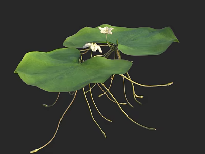 Water Lily Plant With Large Green Leaves And White Flowers In Natural Habitat 3d model
