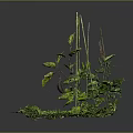 Mini Green Plant Landscape With Fresh Leaves Stones And Lush Moss