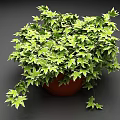 Lush Green Potted Plant With Vibrant Leaves And Trailing Vines In Brown Pot