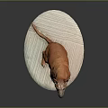 Adorable Orange Dog With Pointed Ears Sitting On White Oval Platform With Gray Background