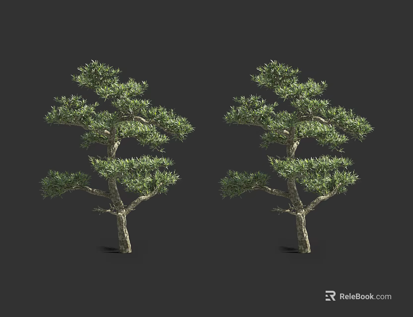 Two Green Arbor Trees With Slender Trunks And Lush Foliage On Dark Background 3d model