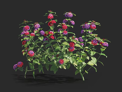 Vibrant Flower Plants With Red Purple Blooms And Lush Green Leaves 3d model