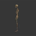 Animal Skeleton Model On Support Stand In Standing Position Against White Background
