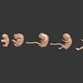 Human Fetal Development Stages Arranged in Sequential Growth on Reflective Surface 3d model