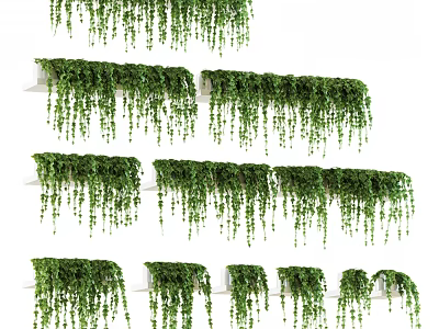 Lush Indoor Hanging Potted Plants With Trailing Vines On Shelves 3d model
