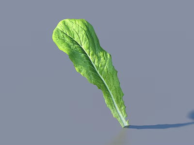 Fresh Green Lettuce Leaf With Visible Veins On Gray Background 3d model
