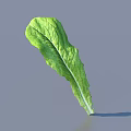 Fresh Green Lettuce Leaf With Visible Veins On Gray Background 3d model