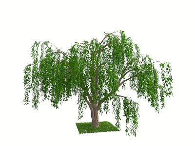 Willow Tree With Green Hanging Branches And Brown Trunk On Grass Patch 3d model