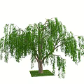 Willow Tree With Green Hanging Branches And Brown Trunk On Grass Patch 3d model