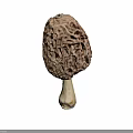 Wild Morel Mushroom with Reticulated Cap and White Stem on Brown Background