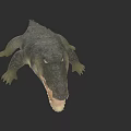 Realistic Crocodile Reptile With Open Mouth Scaly Skin And Yellow Eyes
