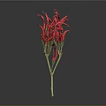 Decorative Red Chili Peppers With Green Stems On Grey Background For Home Use