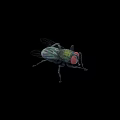 Close Up View Of Green House Fly With Red Eyes On Black Background
