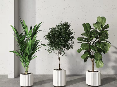 Elegant Indoor Bonsai Potted Plants with Lush Green Leaves in White Planters 3d model
