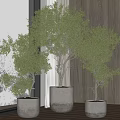 Elegant Bonsai Plants With Lush Green Foliage In White Pots And Wooden Indoor Background