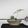 Bonsai Plant in Ceramic Pot with Slender Trunk Grass Stone Reflection Near Bench and Person