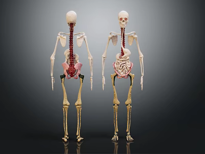 Human Skeleton Limb Organs Anatomical Models Standing Display With Bone Structure 3d model