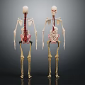 Human Skeleton Limb Organs Anatomical Models Standing Display With Bone Structure 3d model