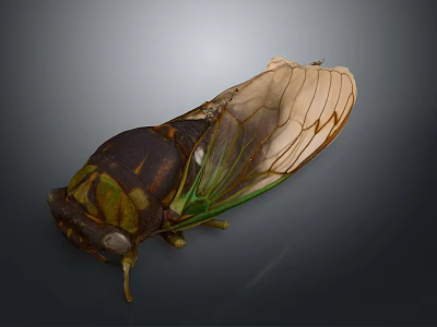 Close Up View Of Cicada With Brown Body And Transparent Green Veined Wings 3d model