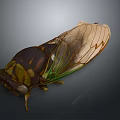 Close Up View Of Cicada With Brown Body And Transparent Green Veined Wings