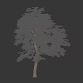 Deciduous Tree with Red Leaves Standing Beside a Silhouette of a Woman