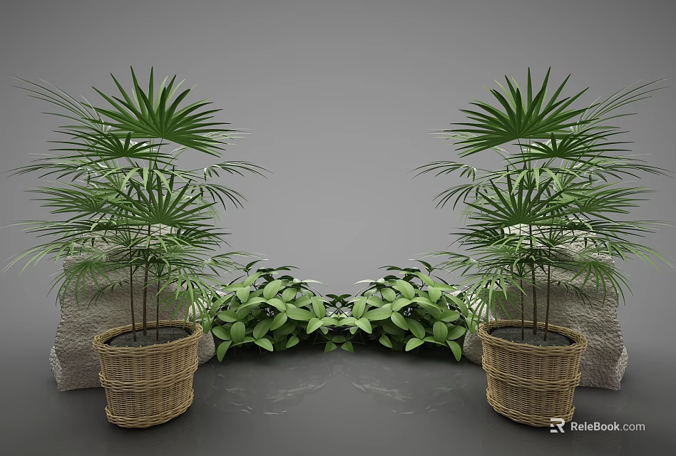 Large Fan Palm Potted Plants In Woven Baskets With Central Green Foliage Against Gray Background 3d model 