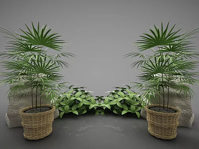 Large Fan Palm Potted Plants In Woven Baskets With Central Green Foliage Against Gray Background 3d model