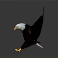 Majestic Eagle With Spread Black Wings White Head And Yellow Talons On Reflective Surface