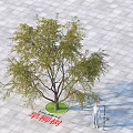Dry Willow Tree Arbor with 3 Meters Height Green Grass and Square Tile Outdoor Ground