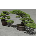 Artistic Bonsai Trees with Curved Branches Green Foliage in Dark Pots on Gray Ground
