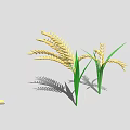 Golden Rice Plants With Green Leaves And Ripe Ears Casting Shadows