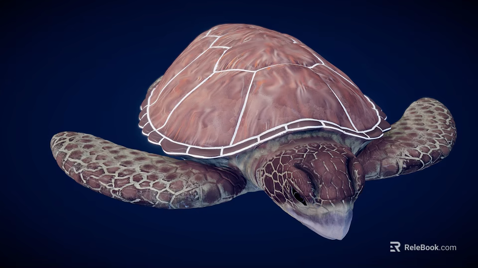 Realistic Brown Sea Turtle With Patterned Shell And Textured Flippers On Dark Blue Background 3d model 