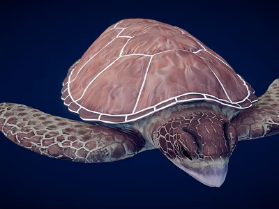 Realistic Brown Sea Turtle With Patterned Shell And Textured Flippers On Dark Blue Background 3d model