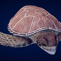 Realistic Brown Sea Turtle With Patterned Shell And Textured Flippers On Dark Blue Background 3d model