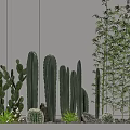 Decorative Indoor Plant Arrangement With Cactus Bamboo And Stones Along White Wall