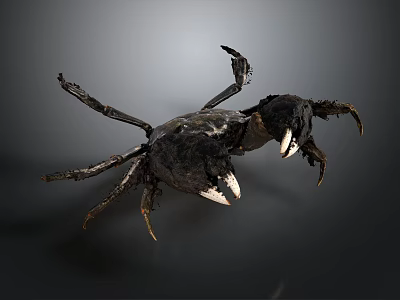 Black Crab Features Sharp Claws Fine Bristles And Segmented Legs 3d model