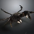Black Crab Features Sharp Claws Fine Bristles And Segmented Legs