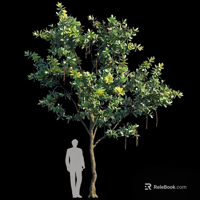 Tall Arbor With Lush Green Foliage And Human Silhouette For Size Comparison 3d model 