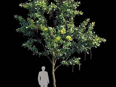 Tall Arbor With Lush Green Foliage And Human Silhouette For Size Comparison 3d model
